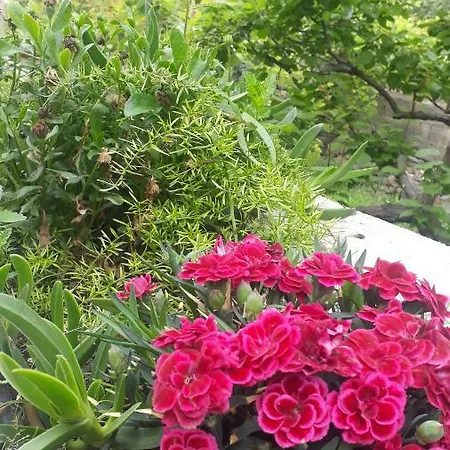 Carrubo - Giardino In Citta