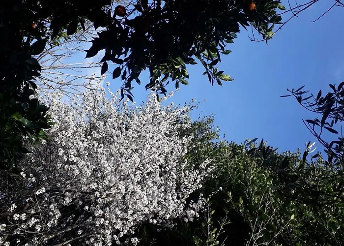 Carrubo - Giardino In Citta Tatil Evi *