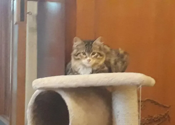 Carrubo - Giardino In Citta * Katanya