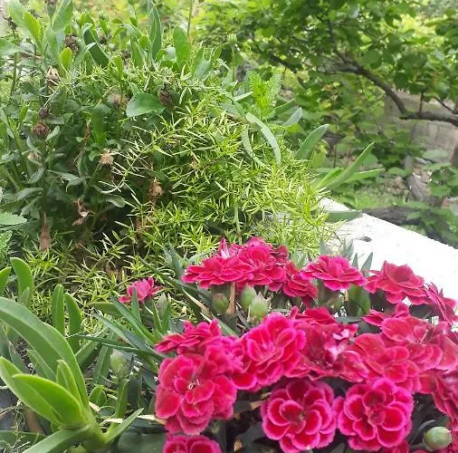 Carrubo - Giardino In Citta